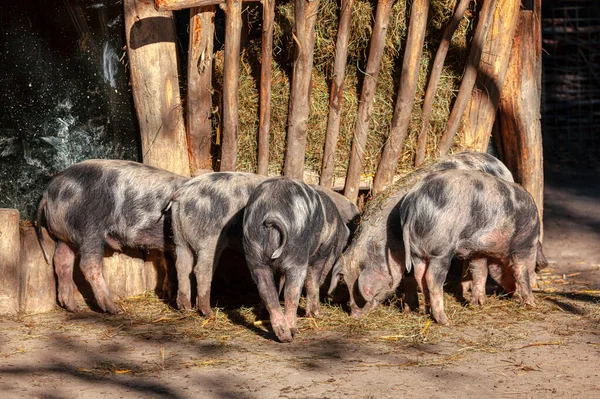 새끼에게 먹이를 건초를 돼지들 — 스톡 사진