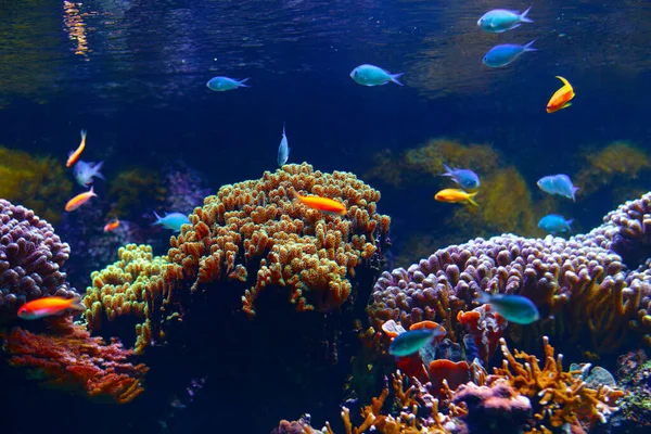 Exotisk Fisk Akvarium Undervattens Vacker Värld — Stockfoto