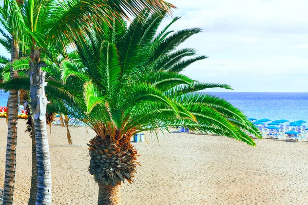 Palmy Slunné Pláži Kalifornské Pobřeží Tichého Oceánu Písečnou Pláží — Stock fotografie