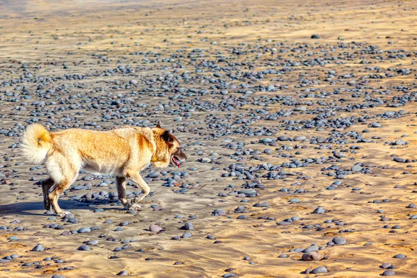 Собака Гуляет Берегу Камнями Одинокое Животное Гуляющее Побережью — стоковое фото
