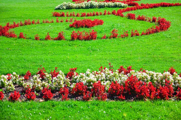 Ziergarten Mit Roten Und Weißen Blumen Grüner Rasen Und Blühende — Stockfoto