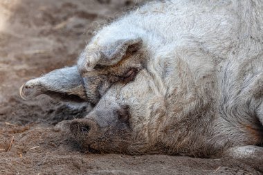 Domuz çamurda uyuyor. Mutlu domuz rüyası 