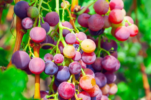 Colorful grapes growing in the garden . Tasty grape berries