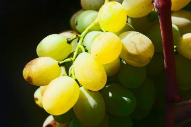 Bahçedeki tatlı üzüm. Üzüm bağında meyveler yetişiyor