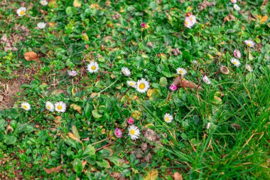 Bahar doğal arka plan. Çiçekler ve yeşil çimenler. Kara Arkaplanı