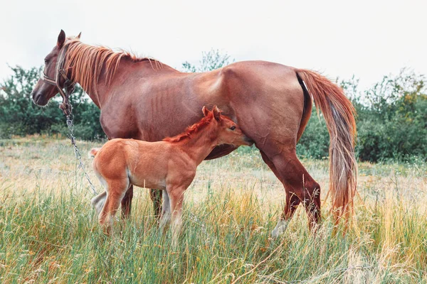 Domestic animals mother and child . Horses mother and baby