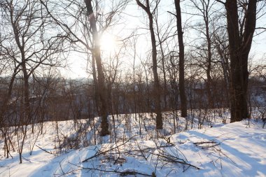 Kış ormanında güneş parlıyor. Ağaç dallarında ışınlar 