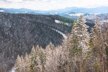 Kışın kozalaklı orman ve dağlar. Çamlar karla kaplı 