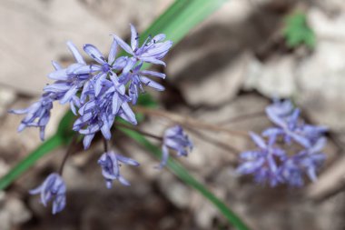 Çiçek açan bahar çiçekleri. İlkbaharda menekşeler