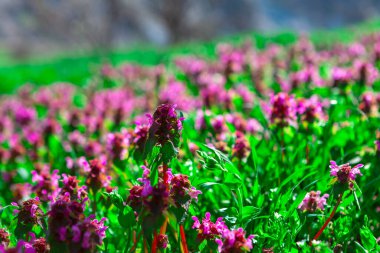 İlkbaharda kır çiçekleri açıyor. Baharda güneşli renkli çayırlar