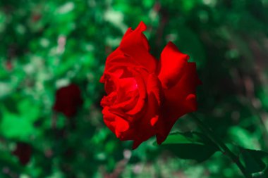 Red rose at green natural background . Flower with red petals