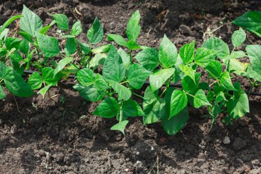 Bean plants in the garden . Bean green leaves 