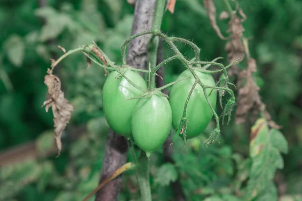 Tomato plant with green tomatoes . Garden with growing vegetable