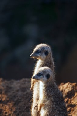 Two meerkats standing together . Suricata suricatta animals