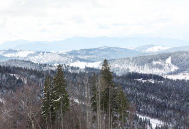 Coniferous forest and mountains in winter . Pine scenery woodland with snowy mountains