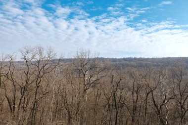Bare trees in spring forest . Clouds over the forest 