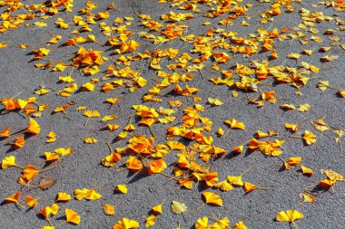 Autumn leaves on asphalt . Pavement with leaves in fall