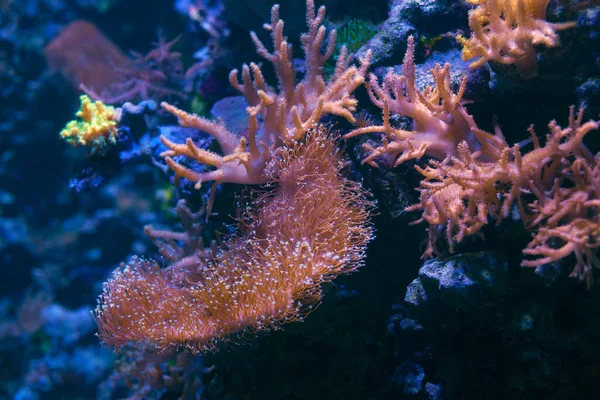 stock image  Diver Exploring Underwater World . Undersea beautiful world