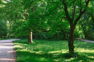 Spring park with walking path . Green trees and grass in public park 