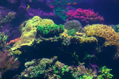 Coral underwater scene . Diving in deep tropical water 
