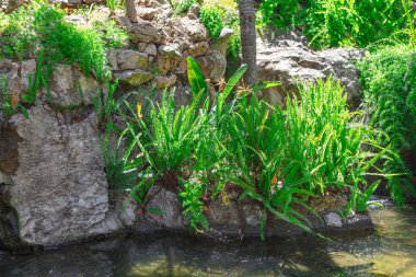 Riverside tropical nature . Growing tropical plants 