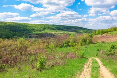 Country road and green fields . Springtime rustic landscape