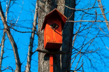 Birdhouse on a tree in the springtime . Birdhouse nesting space for birds