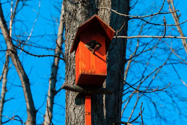 Birdhouse on a tree in the springtime . Birdhouse nesting space for birds