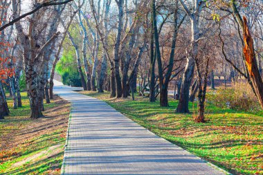 Park with paving stone walkway in the spring season 