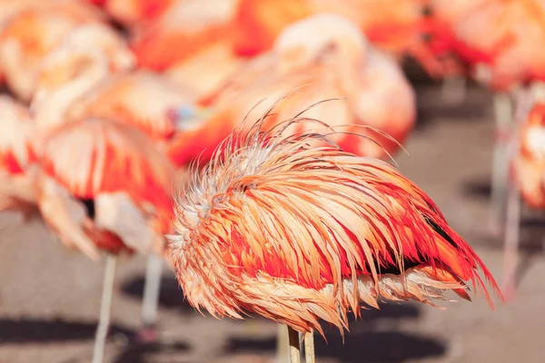 Flamingo hiding its head in feathers . Tropical birds background