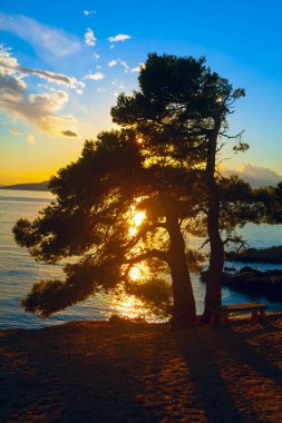 Pine on the coast in the twilight . Sunset over the coniferous tree on the seaside