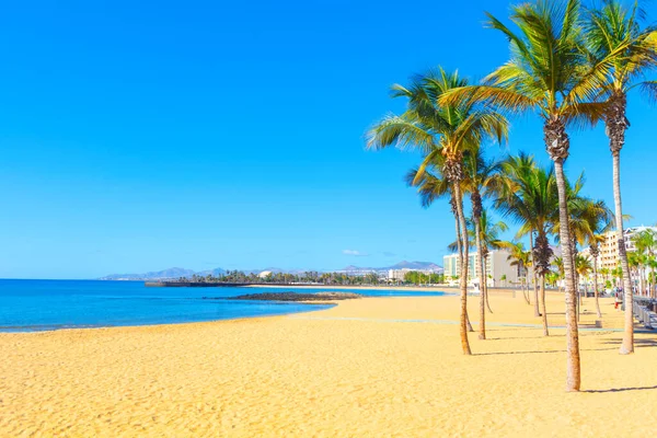 Palm tree at golden sand beach . Playa Reducto in Arrecife Lanzarote . Typical tropical coast with palms