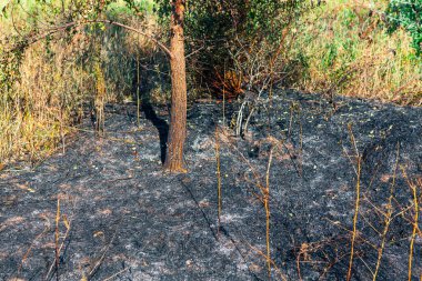 Scorched nature after fire . Burnt Terrain After Wildfire