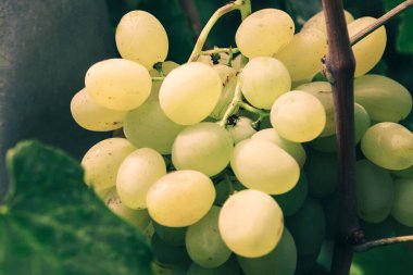 Golden sweet grape growing in the garden . Fruits in sunlight