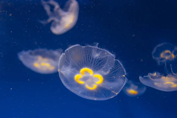 Deep water jellyfish . Blue ocean underwater with jellyfish