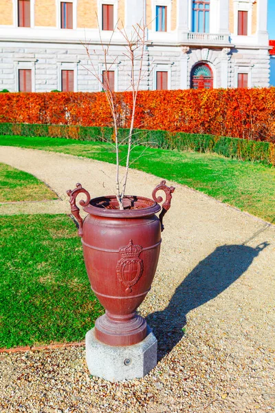Decoratieve Boom Vaas Bomen Groeien Pot — Stockfoto