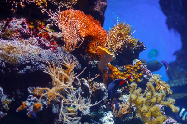 水底五彩斑斓的自然透明海水中的珊瑚礁 — 图库照片