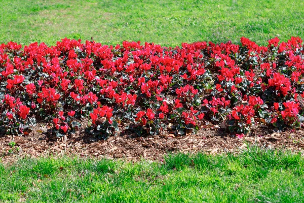 Červené Pěstované Květiny Zelená Tráva Okrasná Zahrada Kvetoucími Květy — Stock fotografie