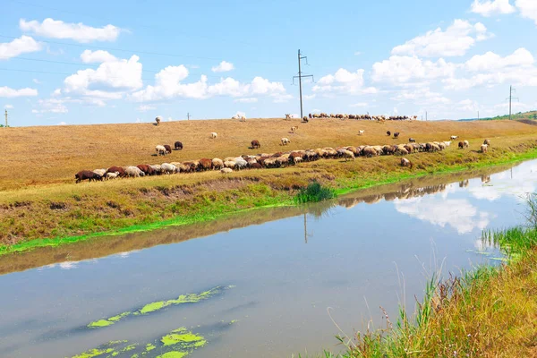 Kırsal Kesimde Koyun Sürüsü Çayırdaki Bir Grup Evcil Hayvan — Stok fotoğraf