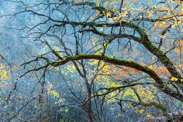 Autumn branches in forest . Late autumn woodland
