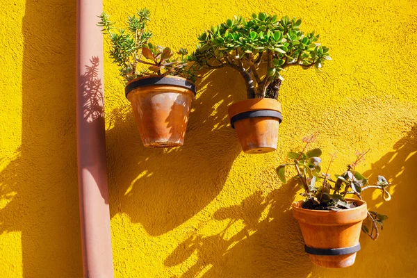 Цветочные Горшки Желтой Стене Сельский Декор Дома Комнатными Растениями — стоковое фото