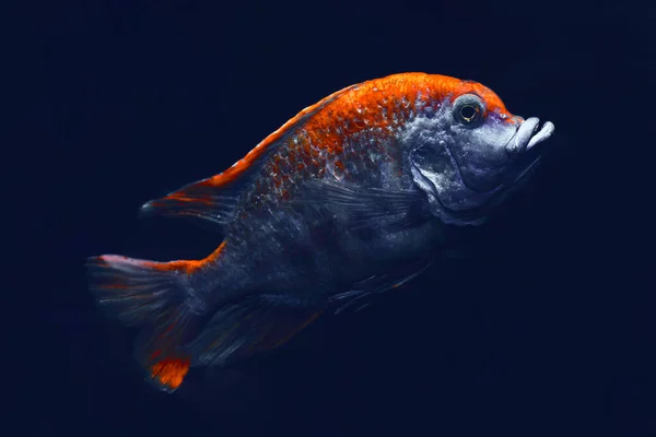 Fish Deep Dark Water Single Colorful Fish — Stock Photo, Image