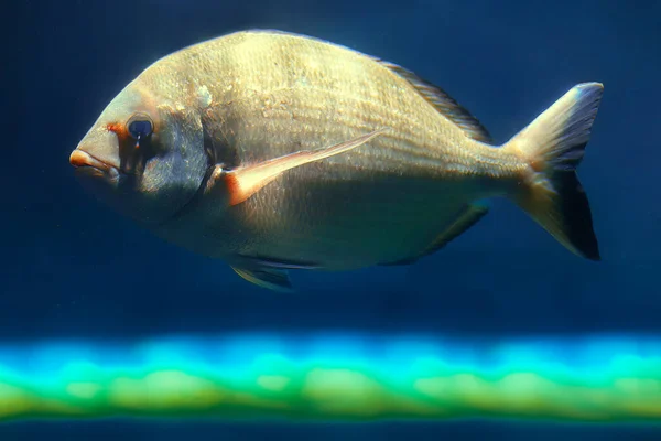 Pesce Con Squame Color Oro Acqua Blu — Foto Stock