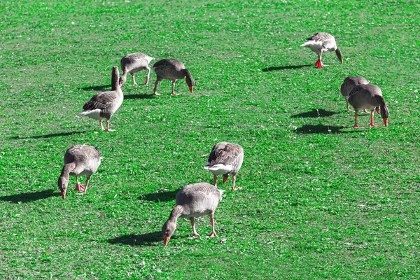 Kazlı Yeşil Çayır Evcil Kuş Sürüsü Çimlerin Üzerinde — Stok fotoğraf