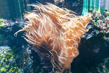 Tuzlu su akvaryumu bitkileri. Su altı rengarenk doğa