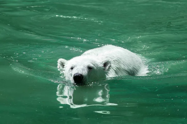 Oso Polar Nadando Océano Ártico Animales Salvajes Mar — Foto de Stock
