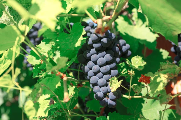Cultivando Uvas Para Fazer Vinho Caseiro Cluster Vinhos Orgânicos — Fotografia de Stock