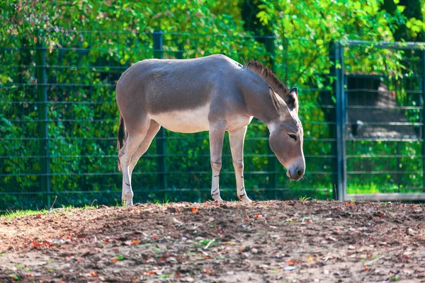 农场的驴子 农场里的一只家畜 — 图库照片