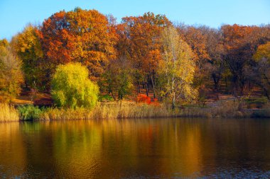 Autumn park and lake . Fall nature reflection in lake water  clipart