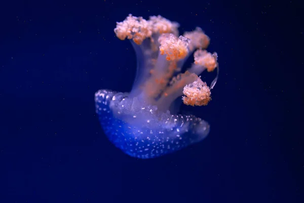 Medúzy Zářící Temně Modré Vodě Klidná Podmořská Voda — Stock fotografie
